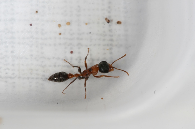 Pseudomyrmex gracilis
