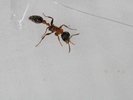 Pseudomyrmex gracilis