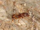 Myrmica sp.