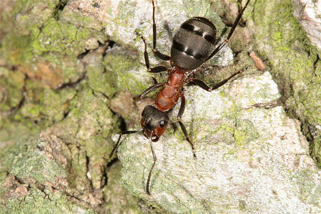 Formica rufa