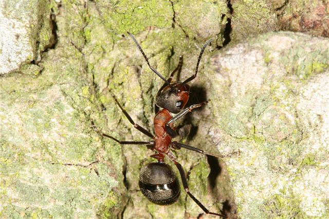 Formica rufa
