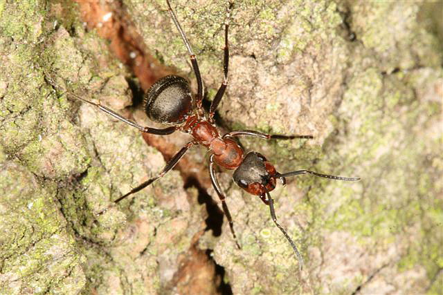 Formica rufa