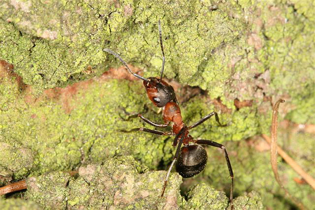 Formica rufa