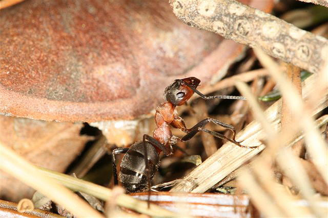 Formica rufa
