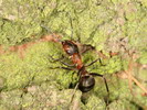 Formica rufa