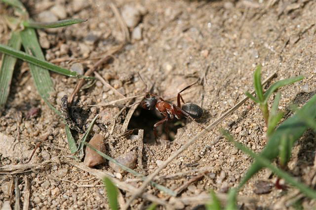 Formica rufibarbis