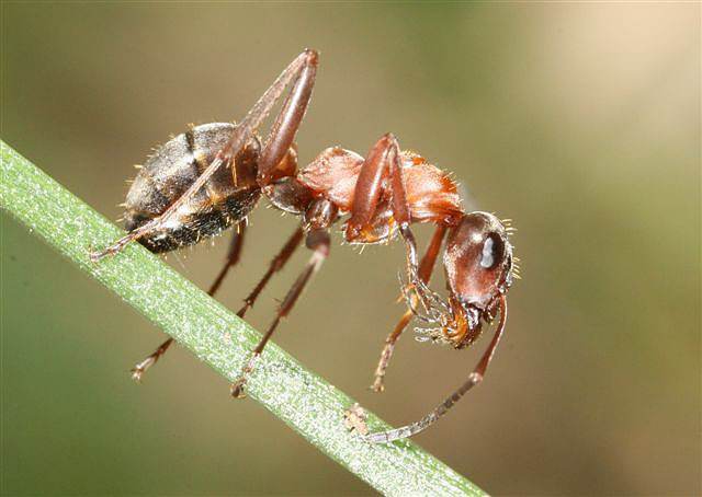 Formica rufibarbis