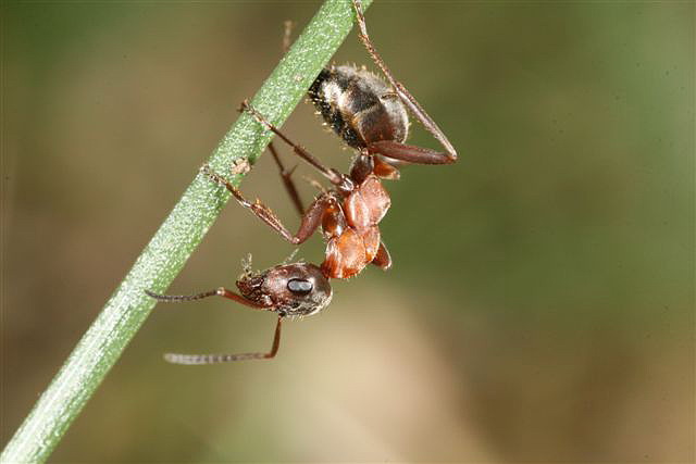 Formica rufibarbis