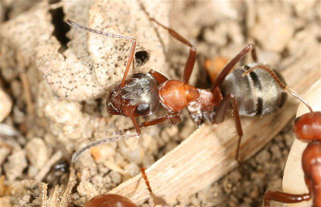 Formica rufibarbis