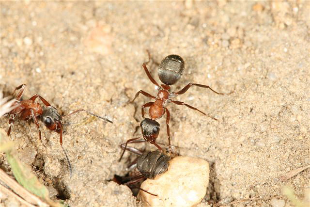 Formica rufibarbis