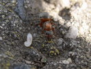 Formica rufibarbis