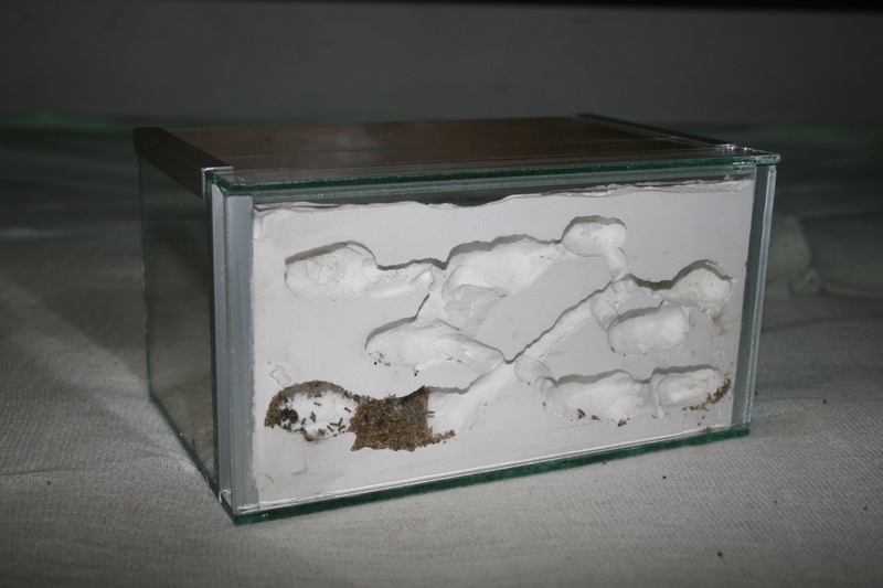 formikrium sdrov