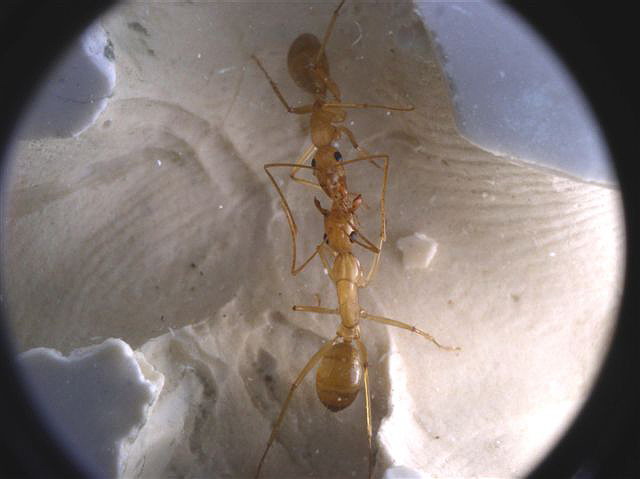 Camponotus sanctus
