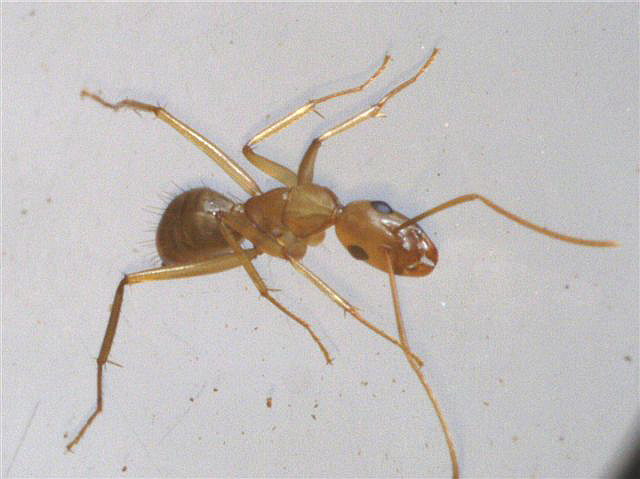 Camponotus sanctus