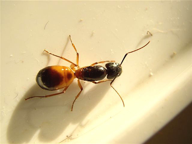 Camponotus sanctus