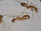 Camponotus sanctus