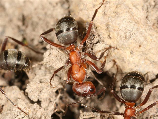 Formica sanguinea