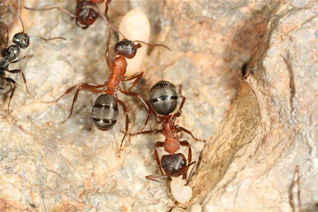 Formica sanguinea