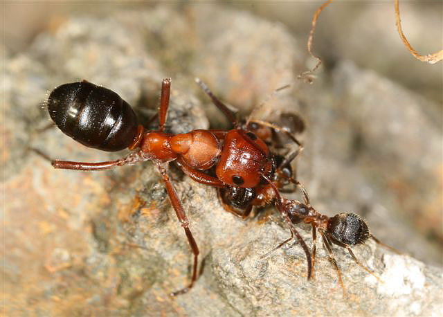 Formica sanguinea