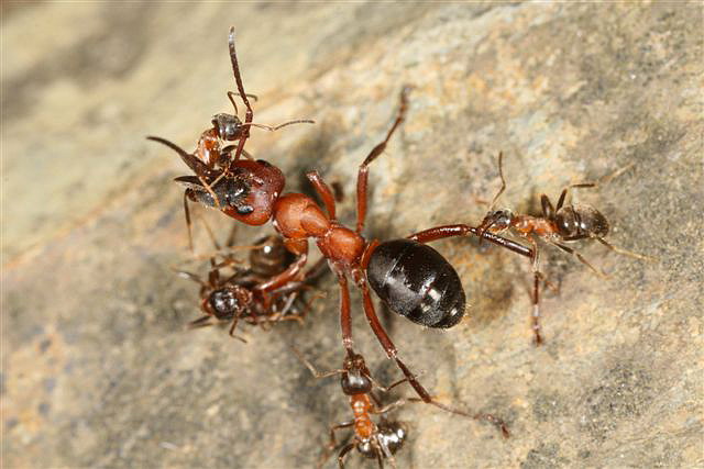 Formica sanguinea
