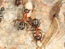Formica sanguinea