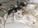 Aphaenogaster senilis