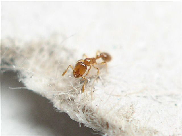 Solenopsis fugax
