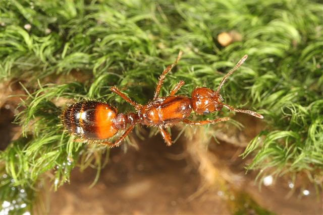 Solenopsis sp.(Argentina)