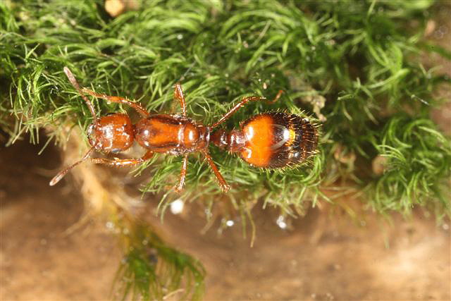 Solenopsis sp.(Argentina)