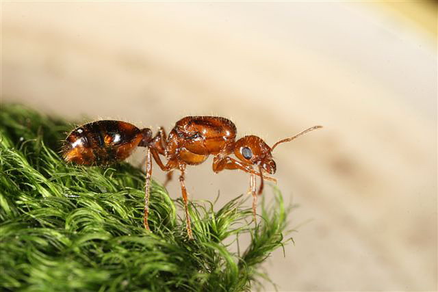 Solenopsis sp.(Argentina)