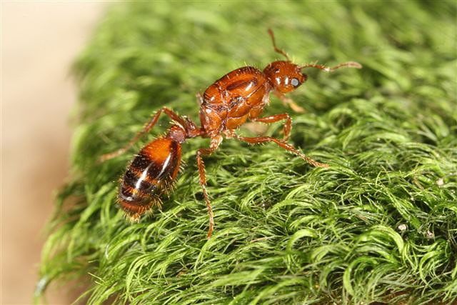 Solenopsis sp.(Argentina)