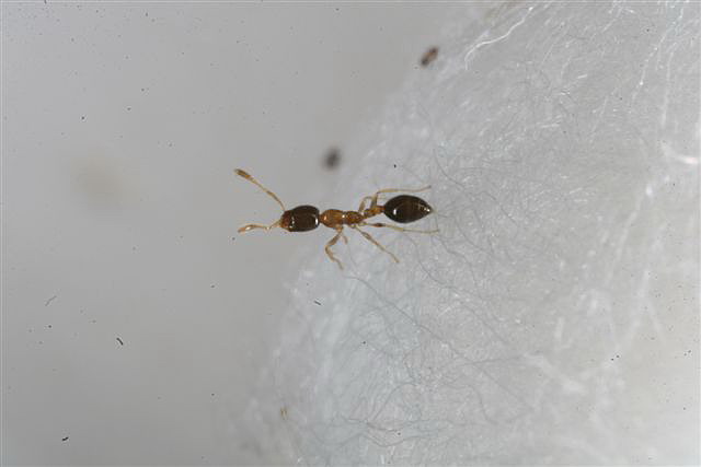 Solenopsis_sp