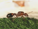 Solenopsis sp.(Argentina)