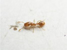 Solenopsis fugax