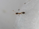Solenopsis sp.