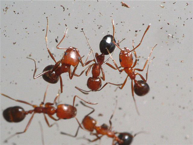 Tapinoma sp.(Izrael)