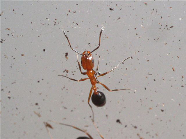 Tapinoma sp.(Izrael)