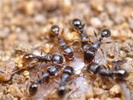Tetramorium caespitum