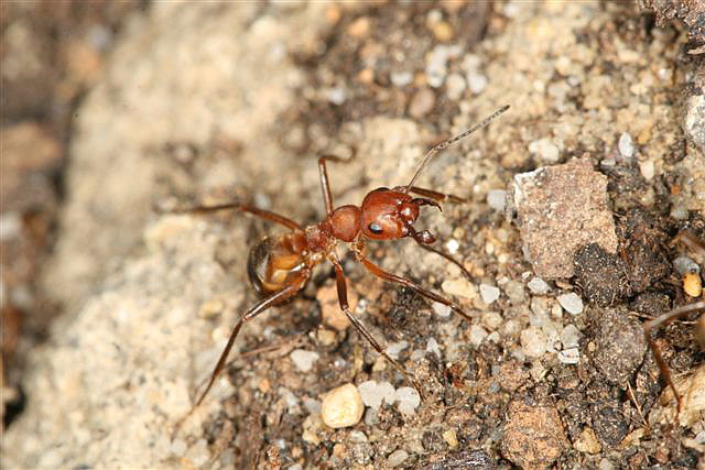 Formica truncorum