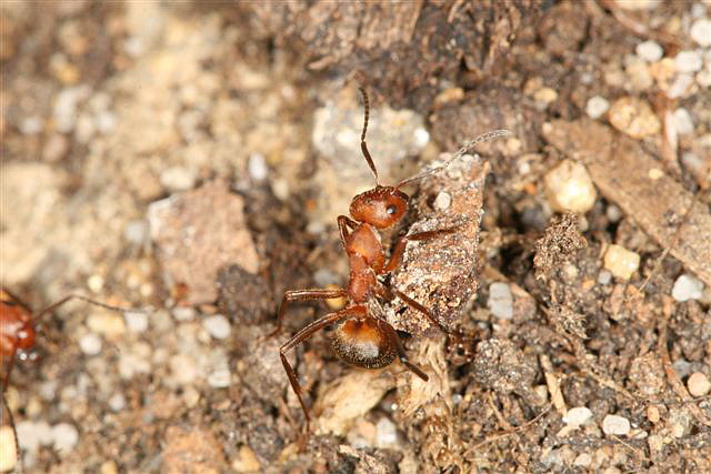Formica truncorum