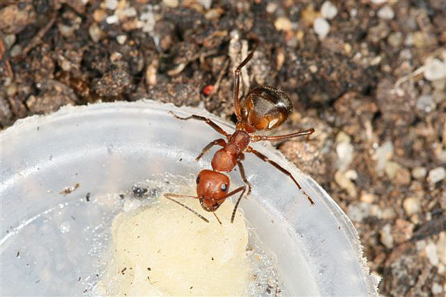 Formica truncorum