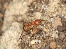 Formica truncorum