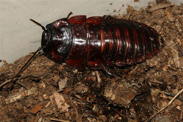 Aeluropoda insignis