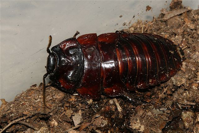 Aeluropoda insignis