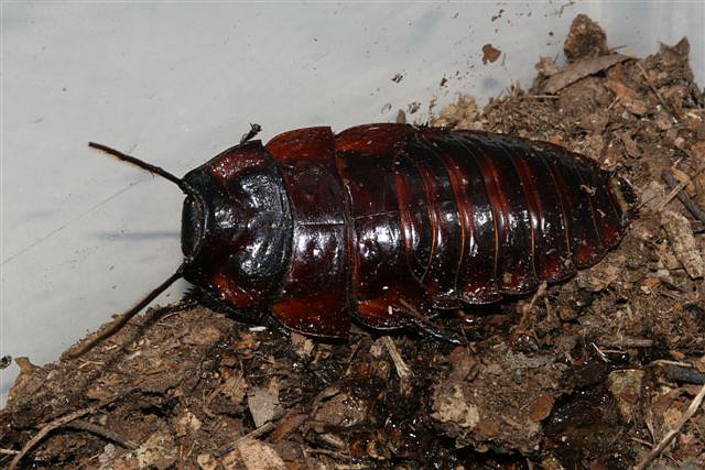Aeluropoda insignis