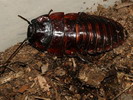 Aeluropoda insignis