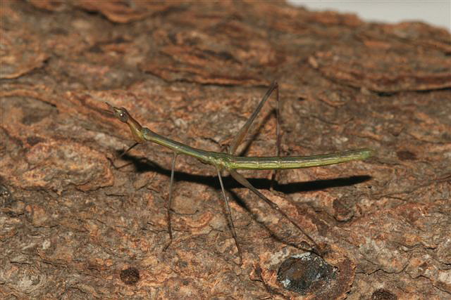 Apiosceles bulbosa