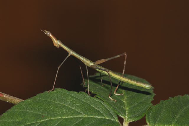 Apiosceles bulbosa