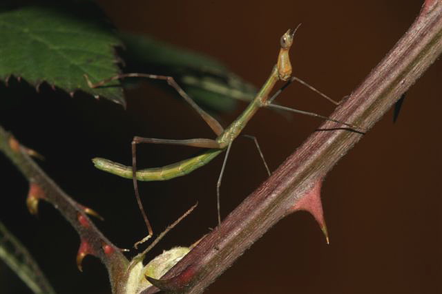 Apiosceles bulbosa
