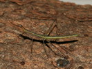 Apiosceles bulbosa